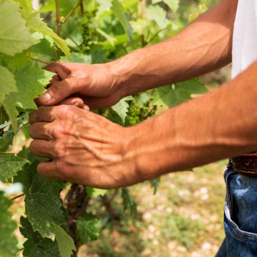 formation-viticulteur-mfr